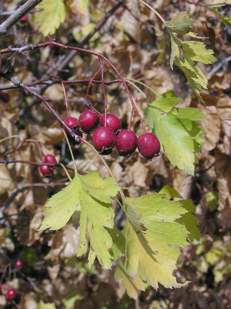 Изображение особи Crataegus volgensis.