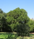 Schotia latifolia