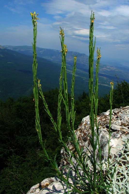 Image of Erysimum cuspidatum specimen.