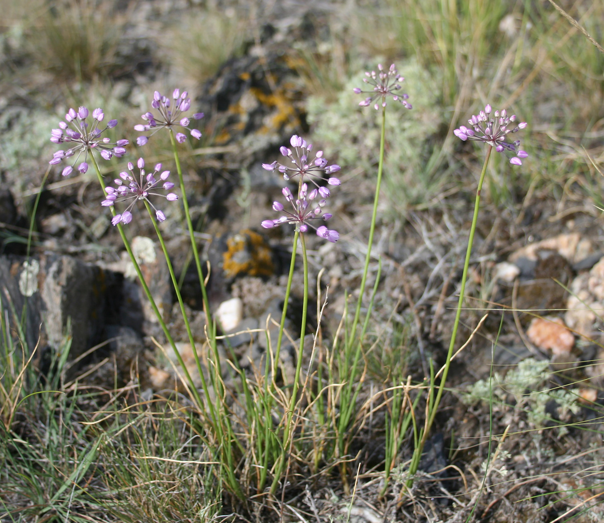 Изображение особи Allium rubens.