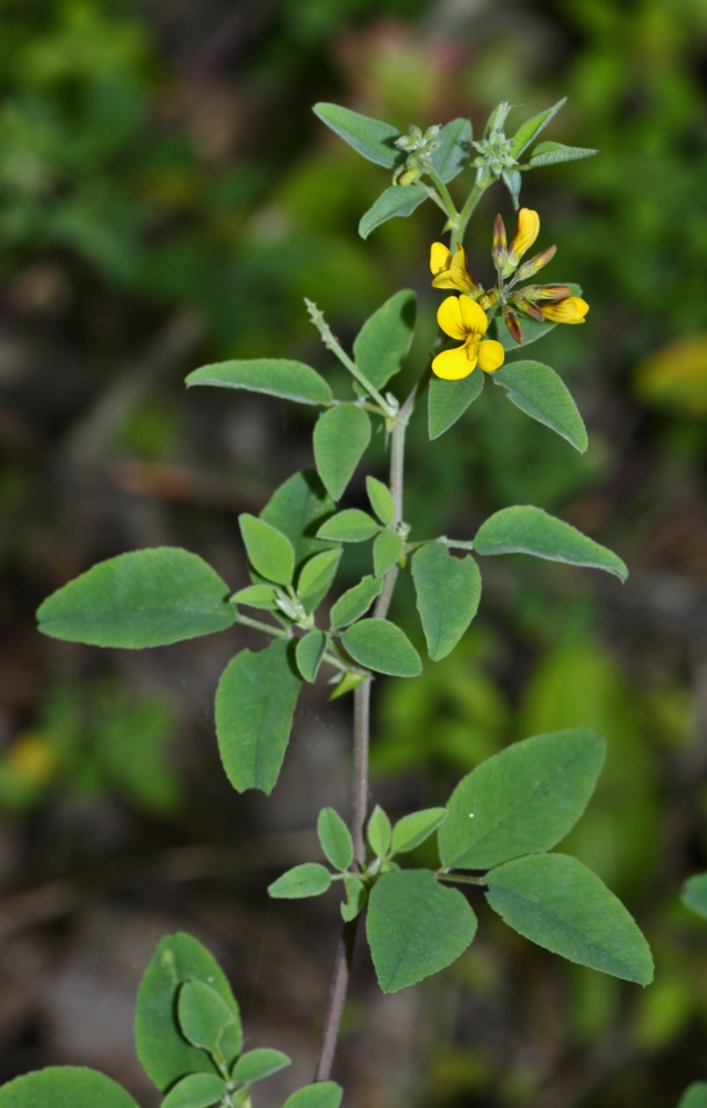 Image of Melilotoides schischkinii specimen.