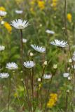 Leucanthemum ircutianum