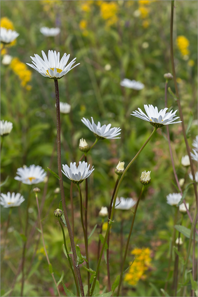 Изображение особи Leucanthemum ircutianum.