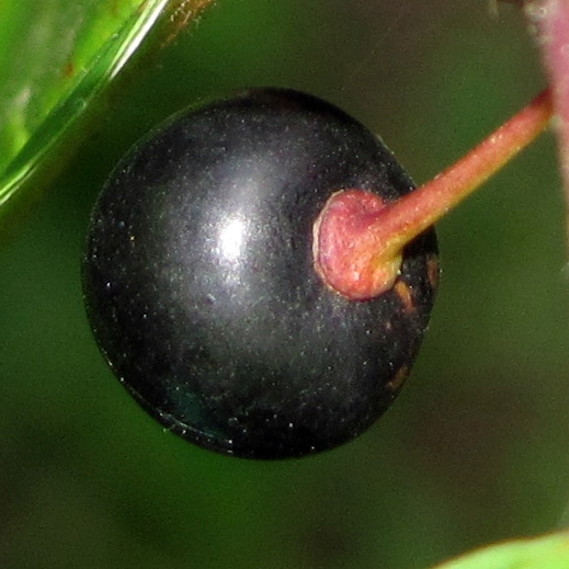 Image of Frangula alnus specimen.