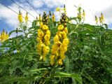 Senna didymobotrya