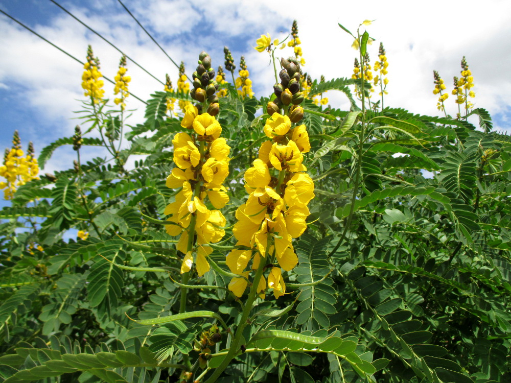 Image of Senna didymobotrya specimen.