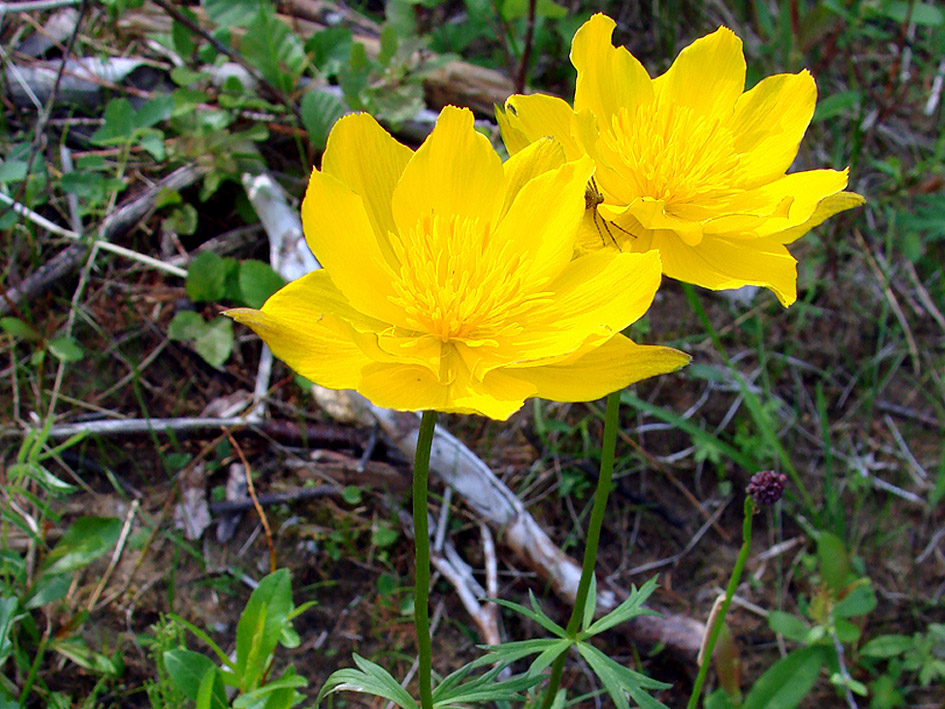 Image of Trollius sibiricus specimen.