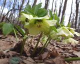 Helleborus caucasicus