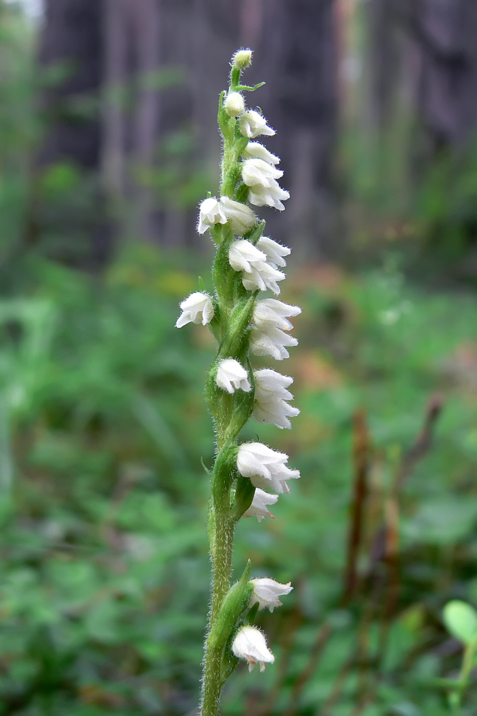 Изображение особи Goodyera repens.