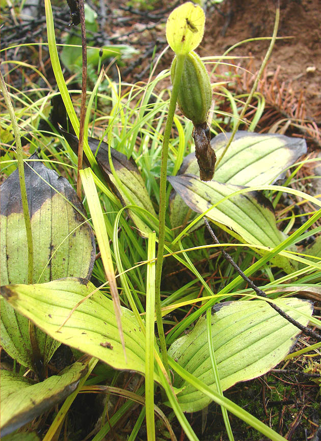 Image of Cypripedium guttatum specimen.