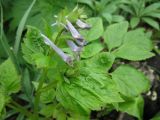 Corydalis temulifolia