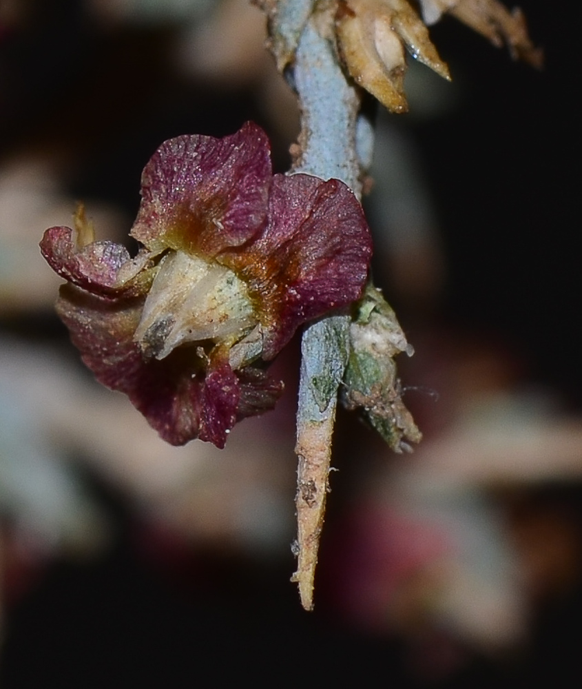 Image of Noaea mucronata specimen.