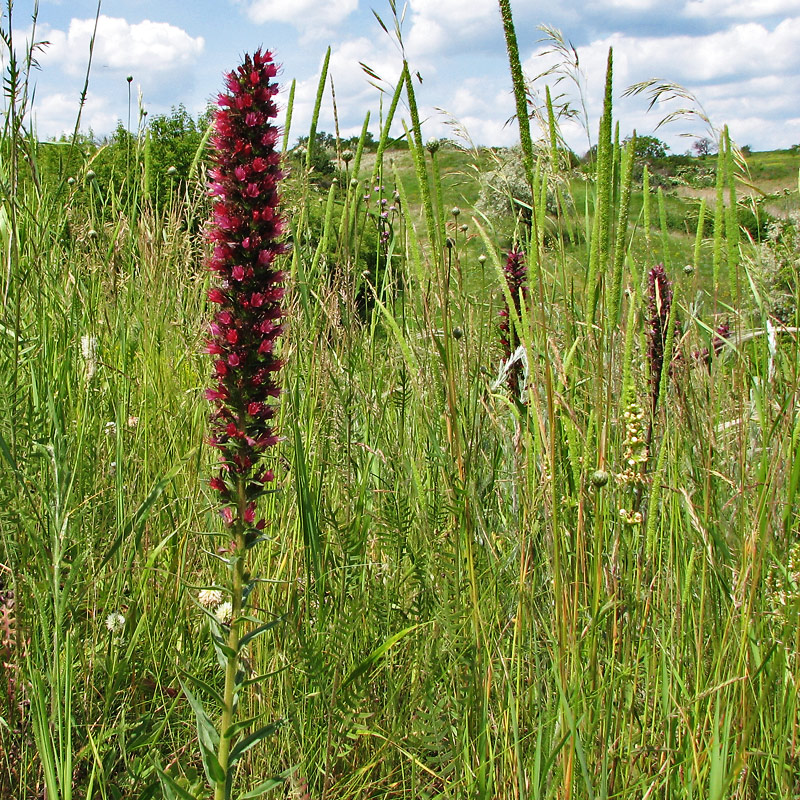 Изображение особи Echium russicum.