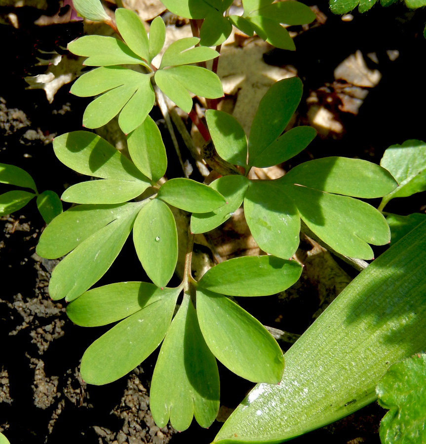 Image of Corydalis caucasica specimen.