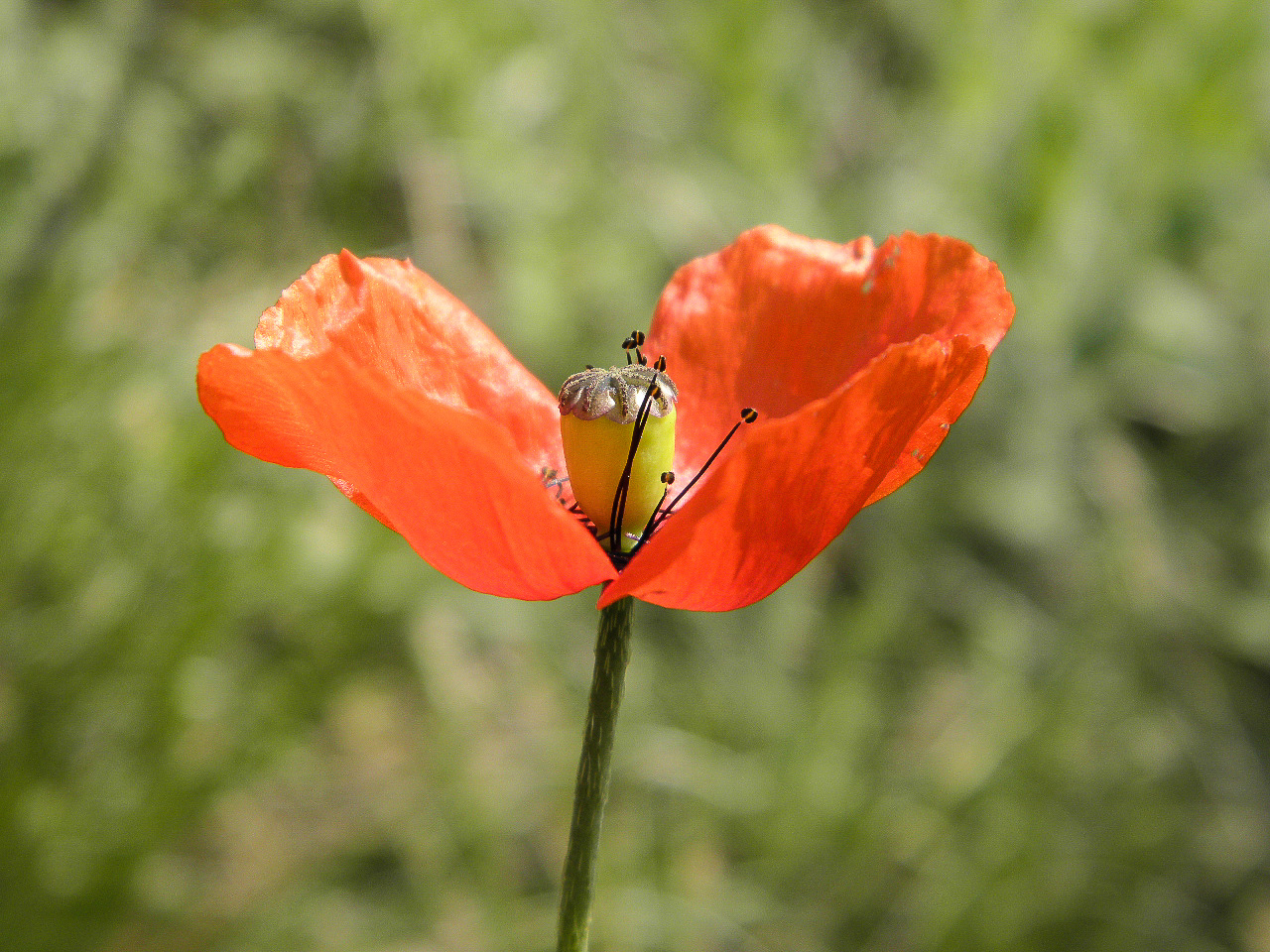 Image of Papaver laevigatum specimen.