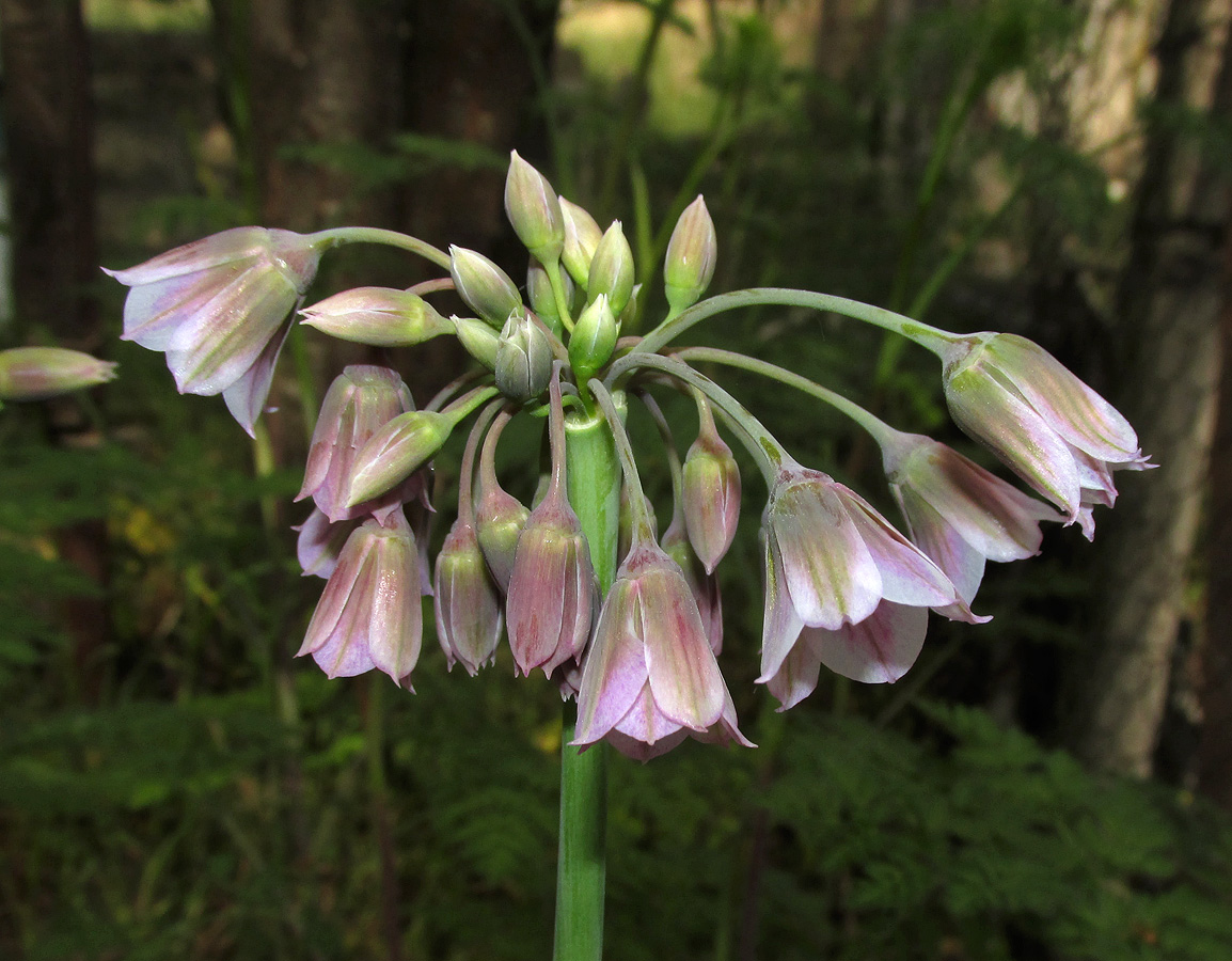 Изображение особи Nectaroscordum bulgaricum.