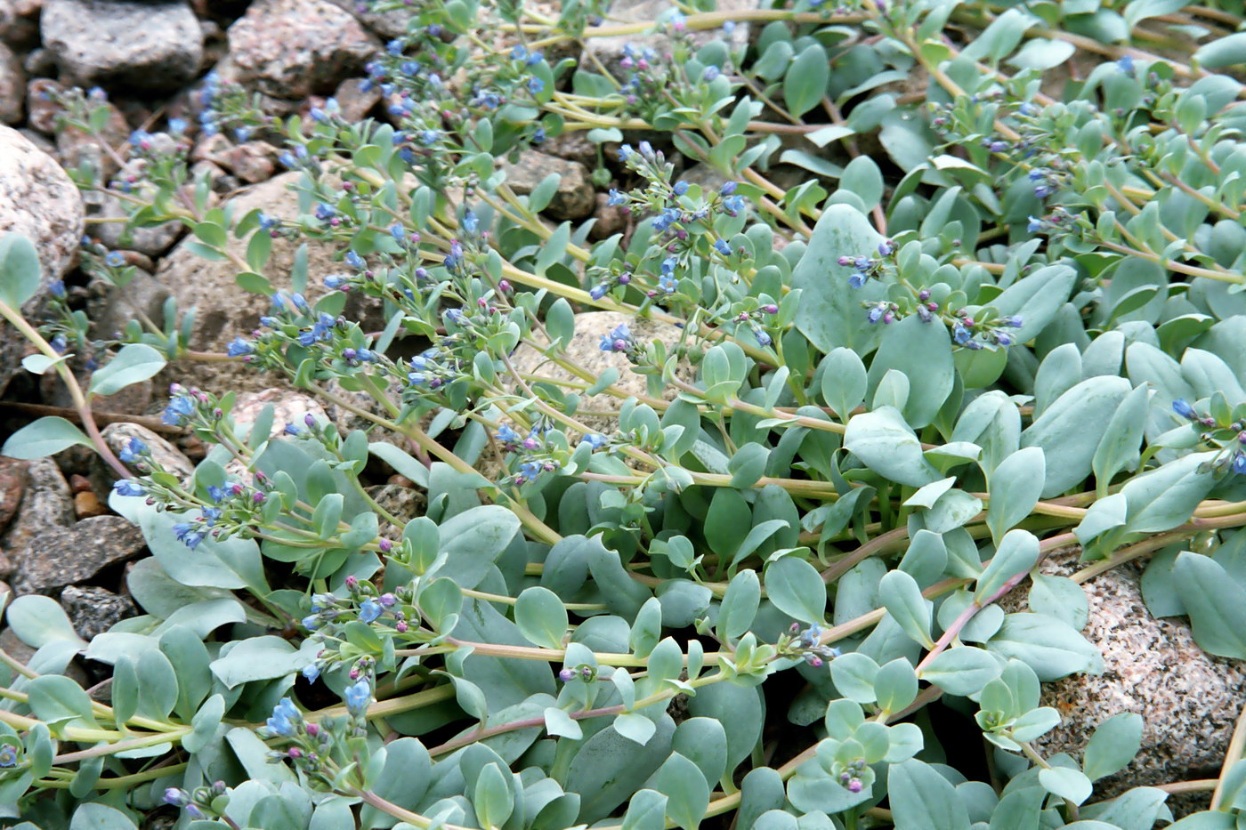 Изображение особи Mertensia maritima.