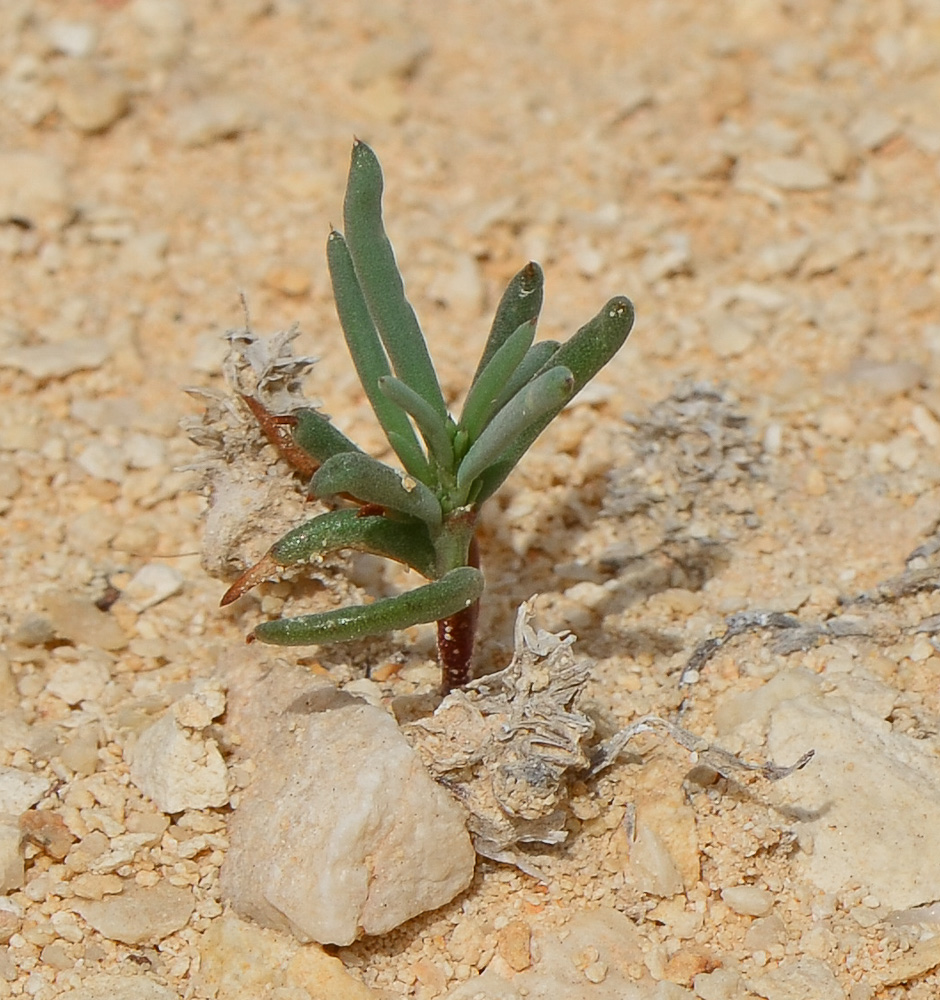 Image of Gymnocarpos decander specimen.