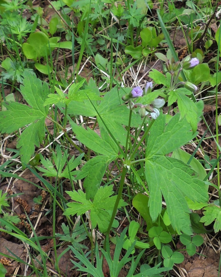 Image of Geranium krylovii specimen.