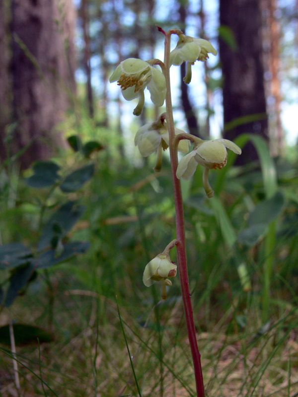 Изображение особи Pyrola chlorantha.