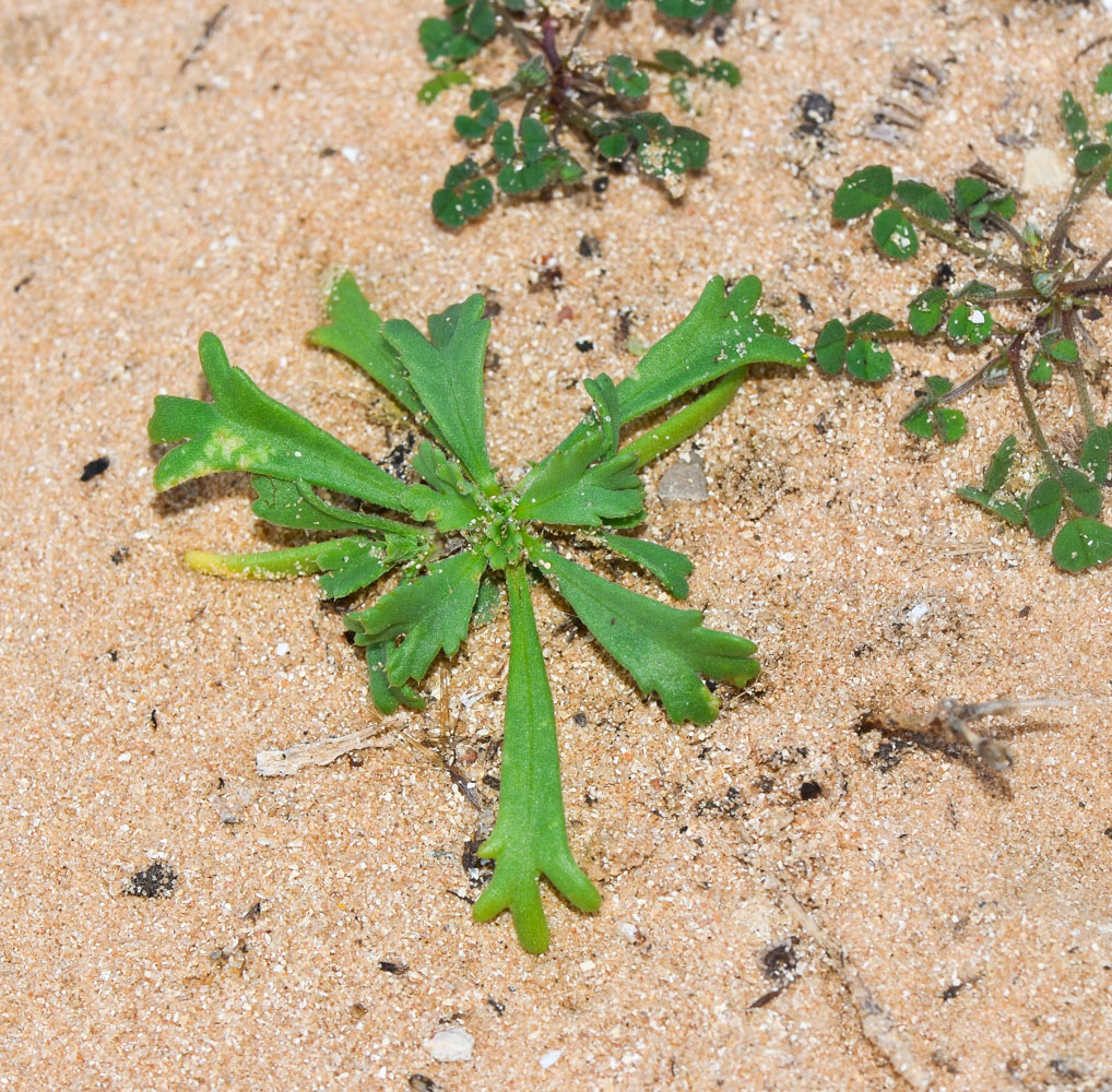 Image of Anthemis leucanthemifolia specimen.