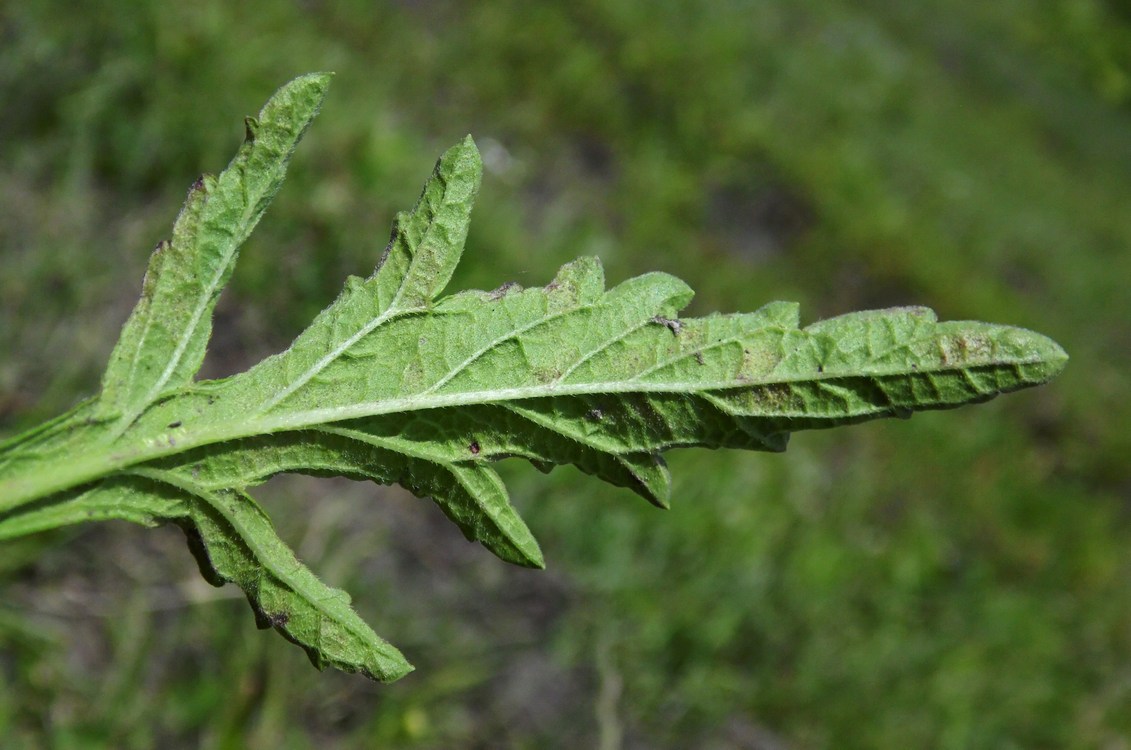 Изображение особи Verbena officinalis.