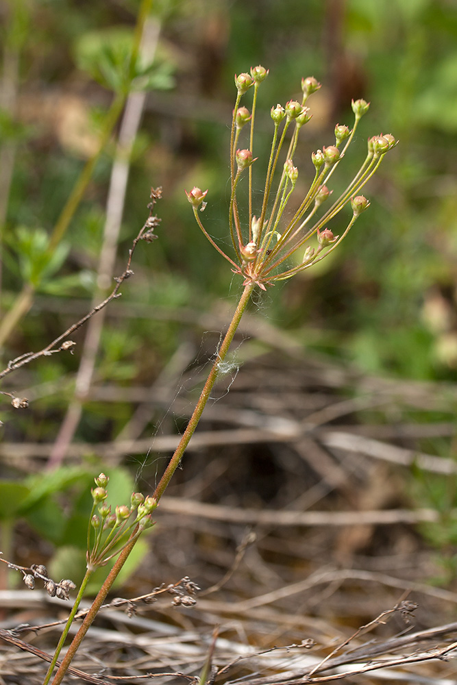 Image of Androsace septentrionalis specimen.