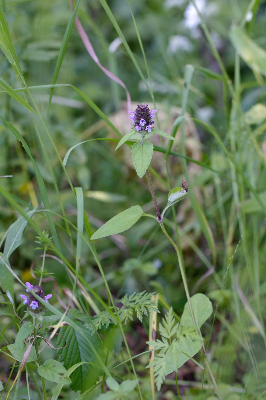 Изображение особи Prunella vulgaris.