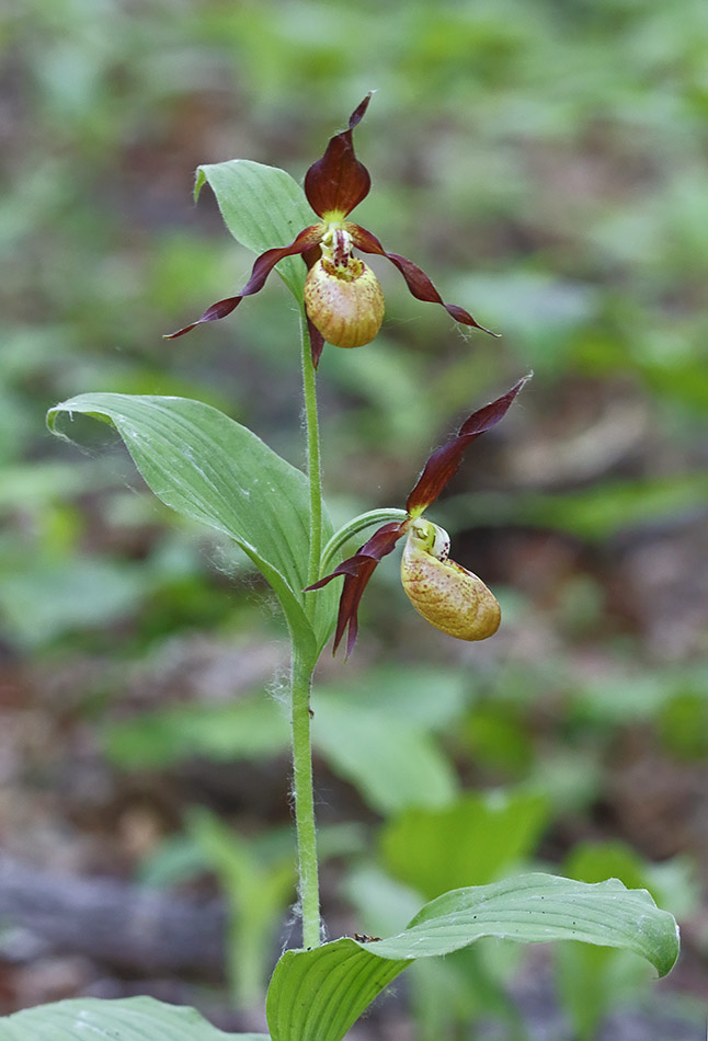 Изображение особи Cypripedium × microsaccos.