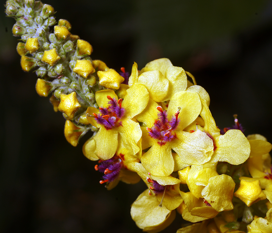 Image of Verbascum nigrum specimen.