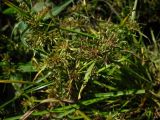 Cyperus fuscus