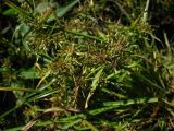 Cyperus fuscus. Верхушка плодоносящего растения. Ставропольский край, Благодарненский р-н, окр. с. Шишкино, обмелевший прудик ниже \"Второй Балки\". 19.09.2009.