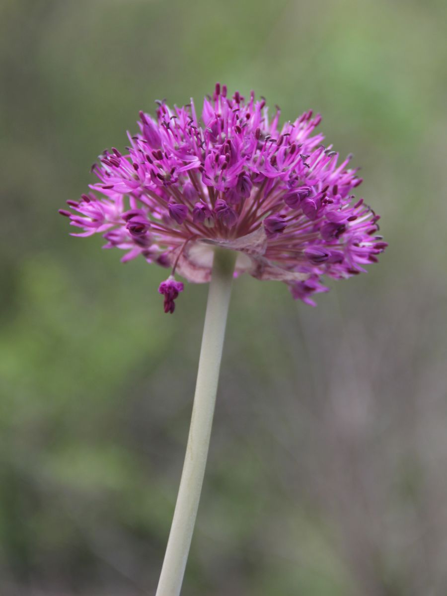 Image of Allium komarowii specimen.