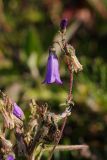 Campanula sibirica. Часть побега с соцветием. Татарстан, Новошешминский р-н, остепненный луг на увале в окр. села Татарское Утяшкино. 4 июля 2016 г.