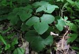 Hepatica nobilis