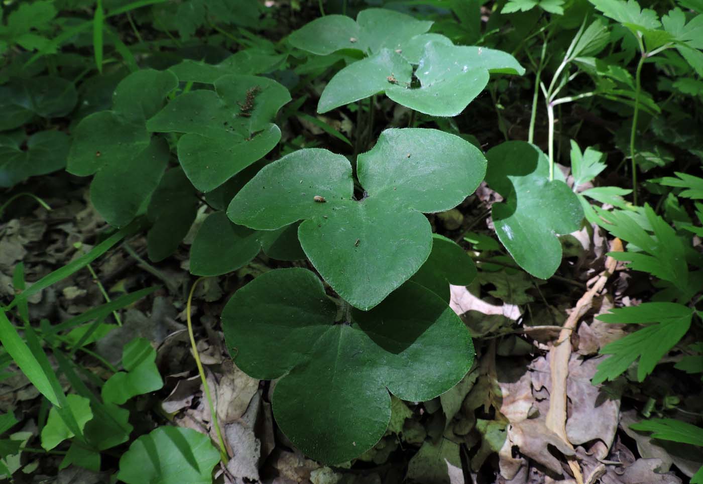 Image of Hepatica nobilis specimen.