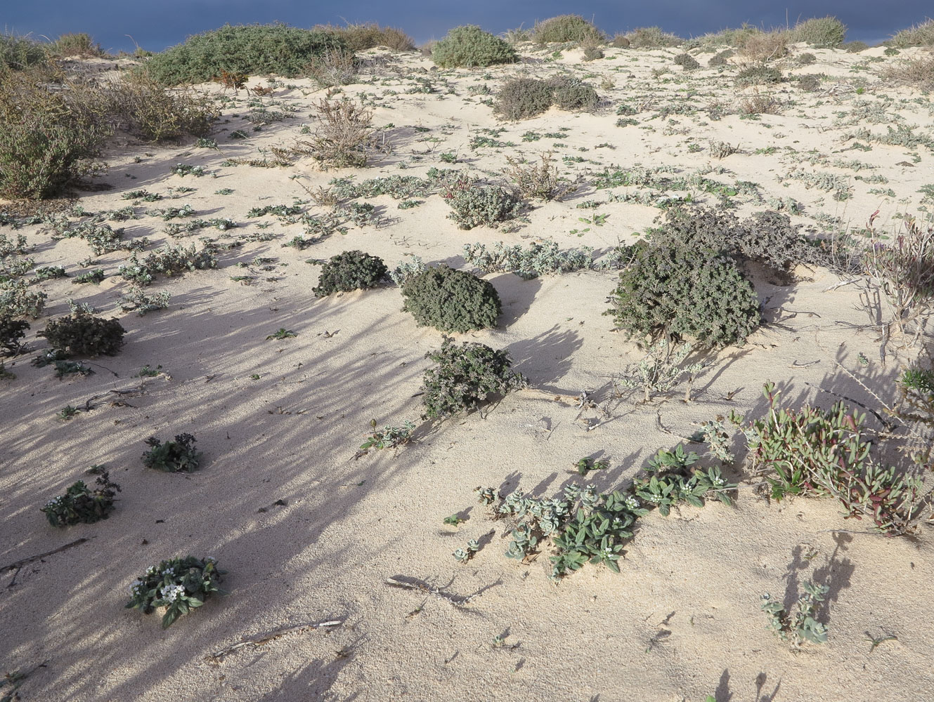 Image of Frankenia capitata specimen.