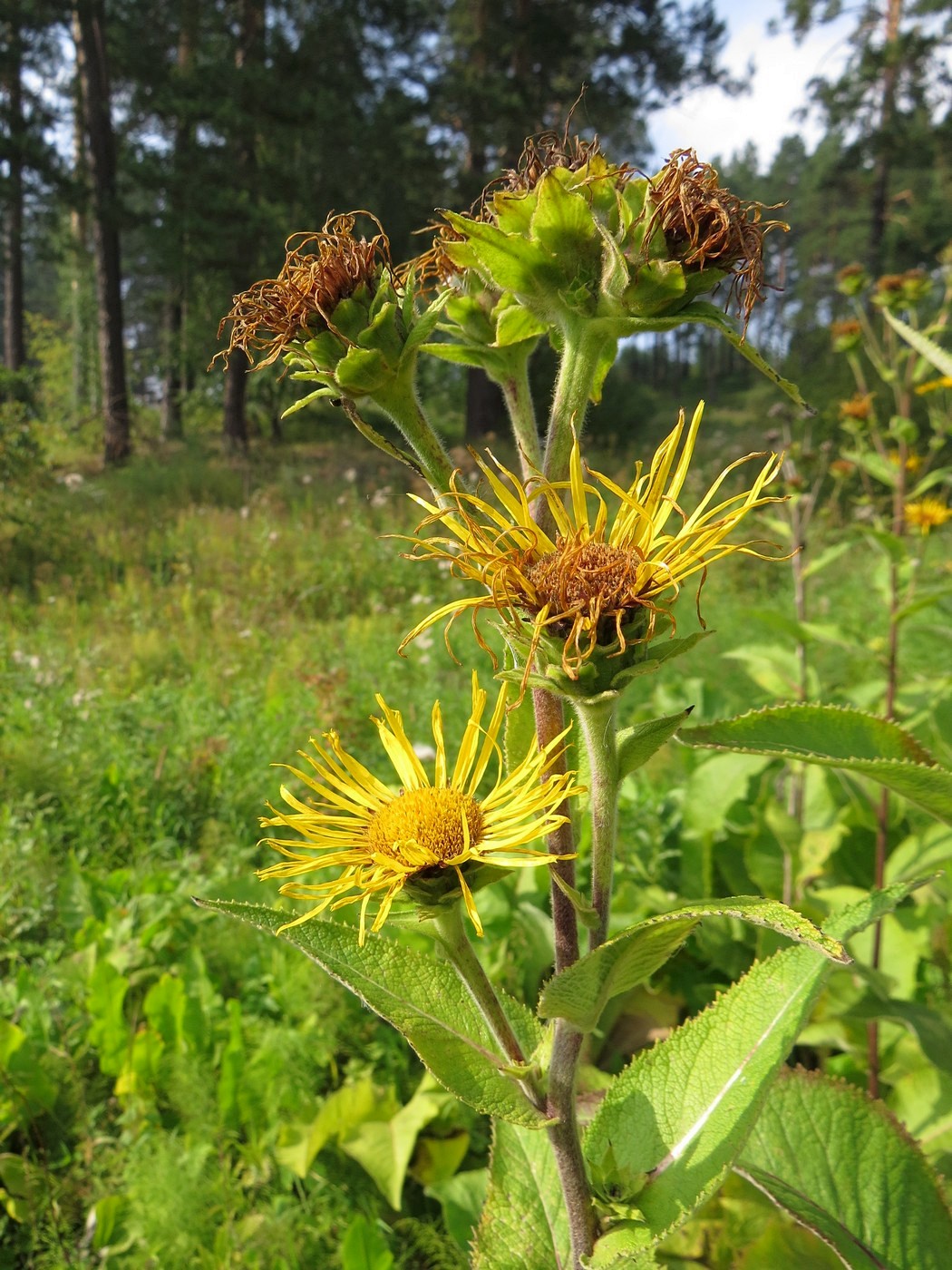 Изображение особи Inula helenium.