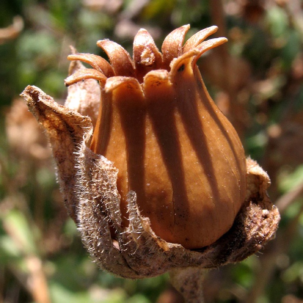 Image of Melandrium album specimen.