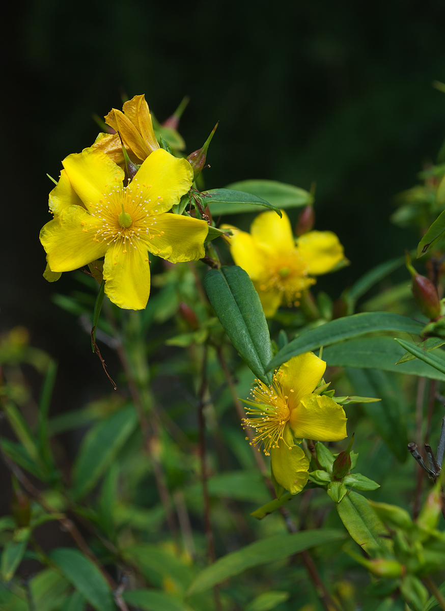 Image of genus Hypericum specimen.