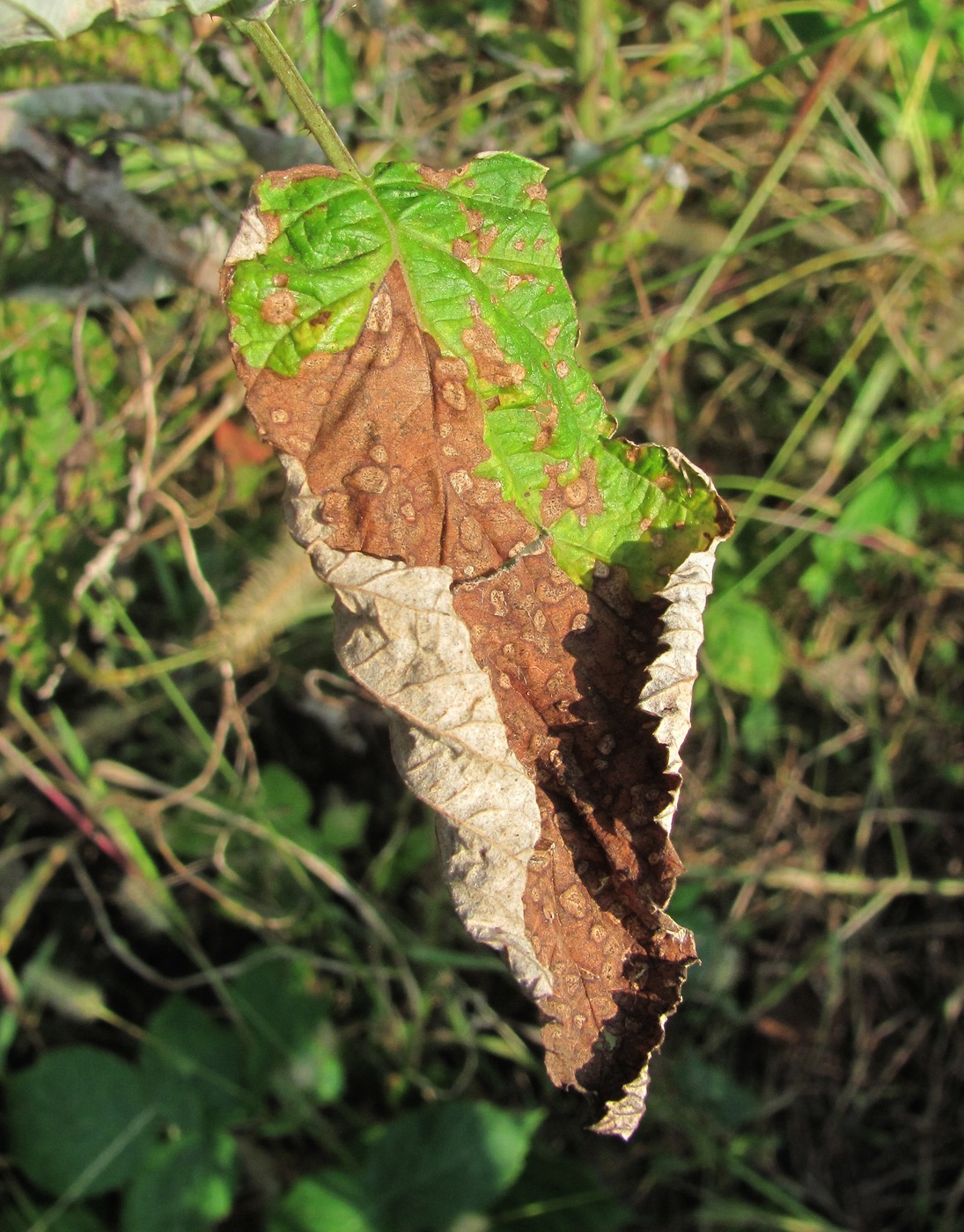 Image of Rubus idaeus specimen.