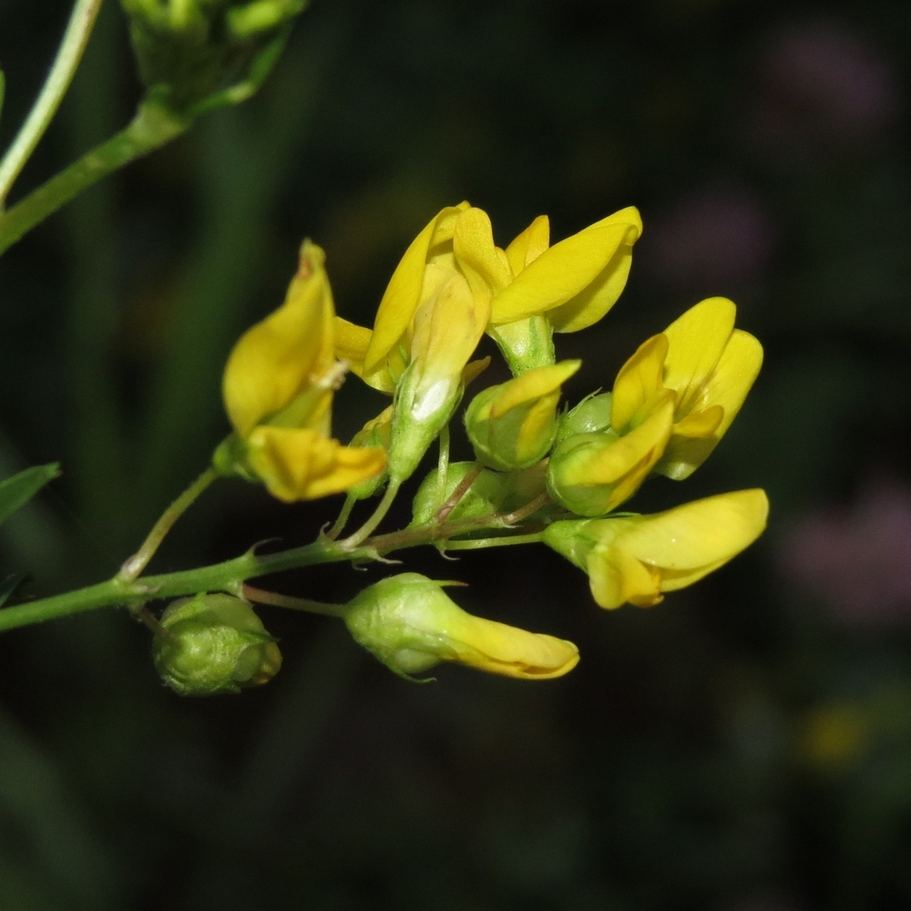 Изображение особи Medicago falcata.