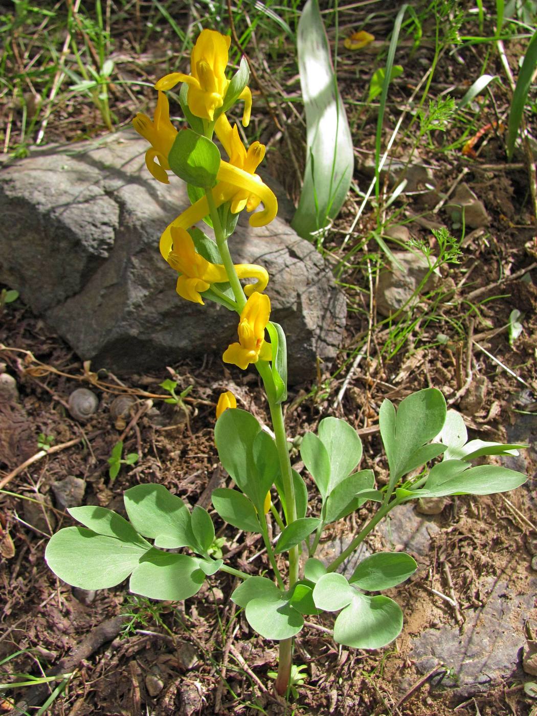 Image of Corydalis sewerzowii specimen.