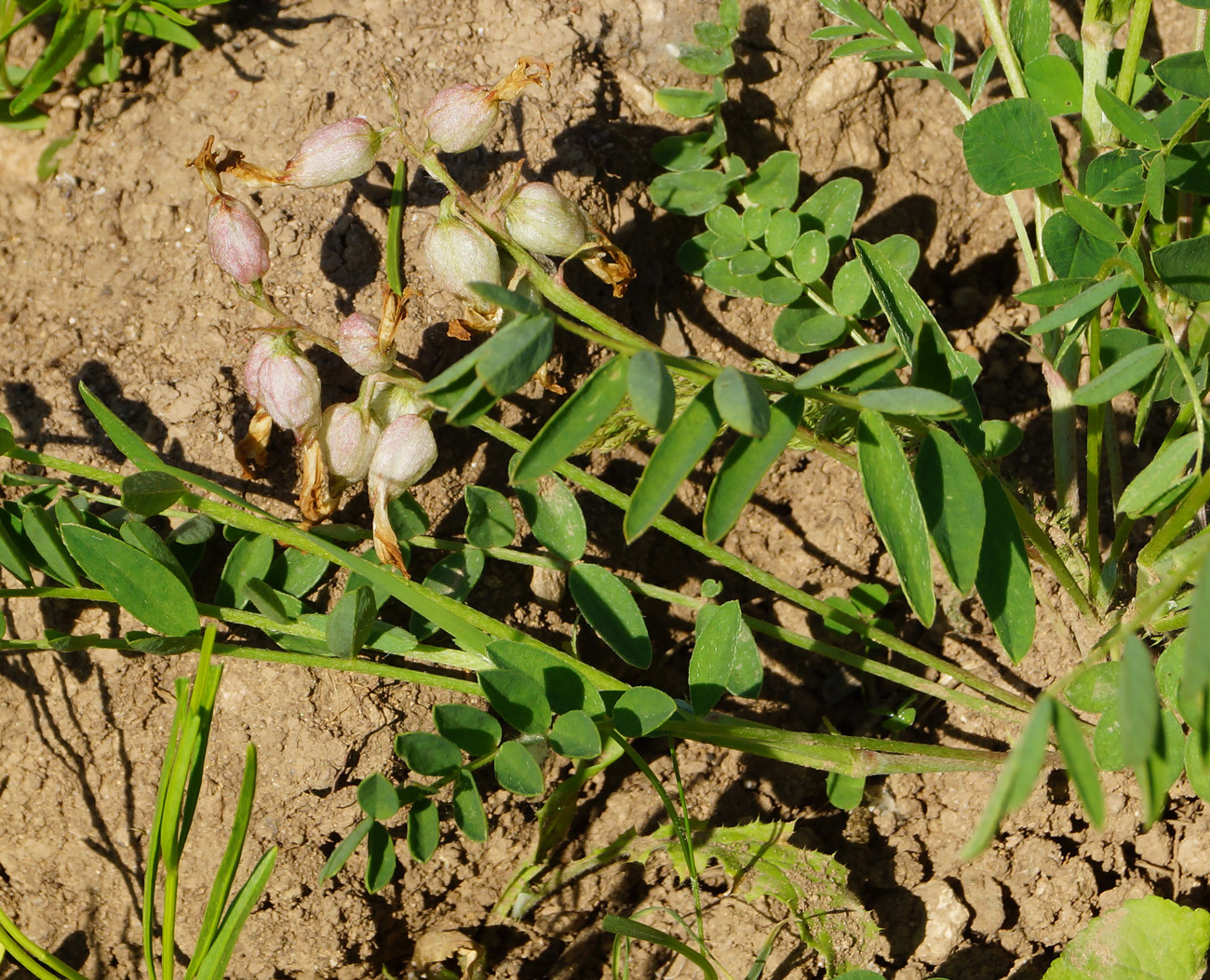 Image of Astragalus megalanthus specimen.