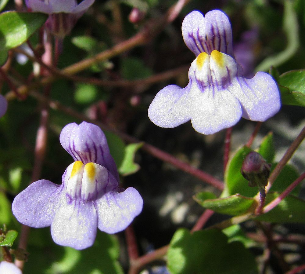 Изображение особи Cymbalaria muralis.