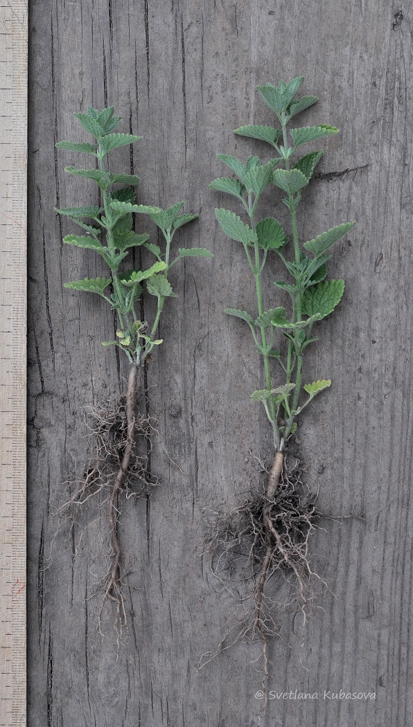Image of Nepeta mussinii specimen.