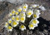 Pulsatilla orientali-sibirica