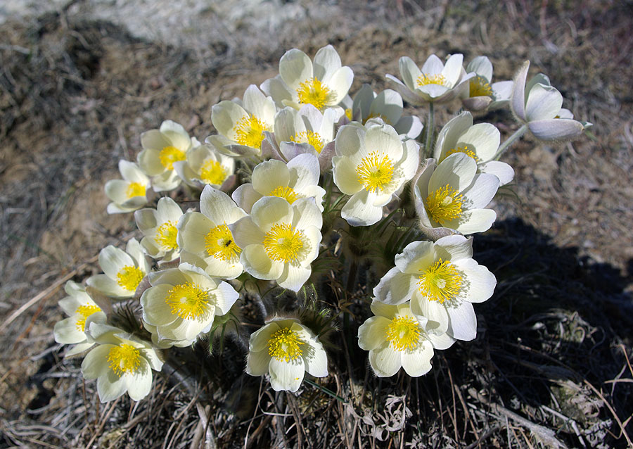 Изображение особи Pulsatilla orientali-sibirica.