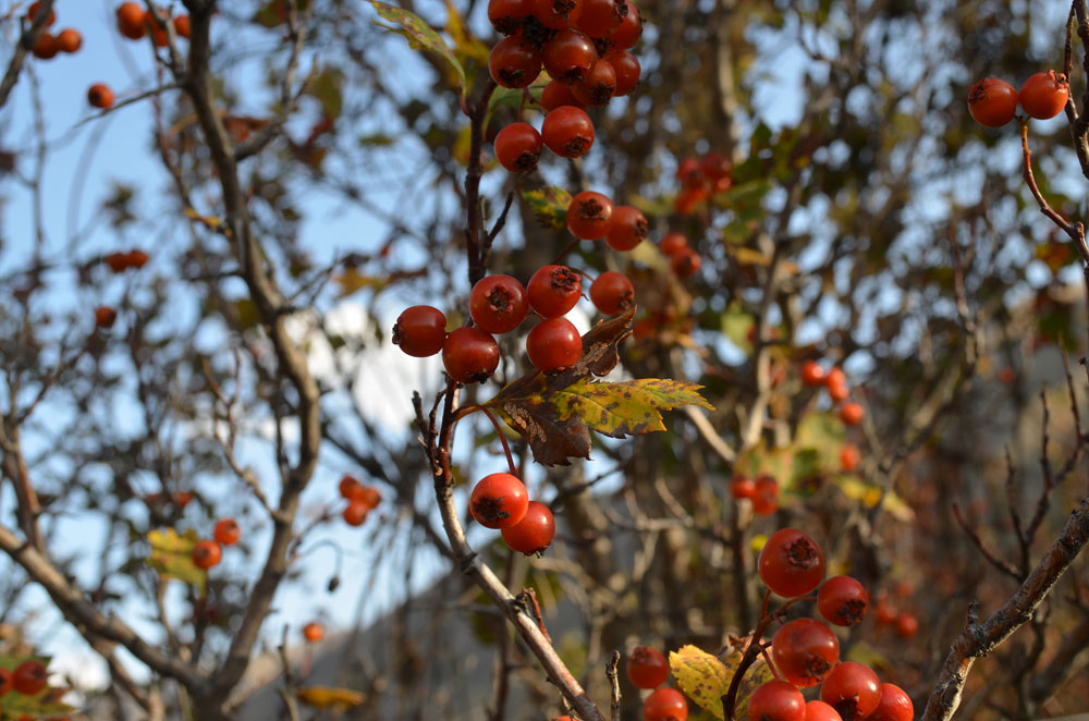 Image of Crataegus tianschanica specimen.