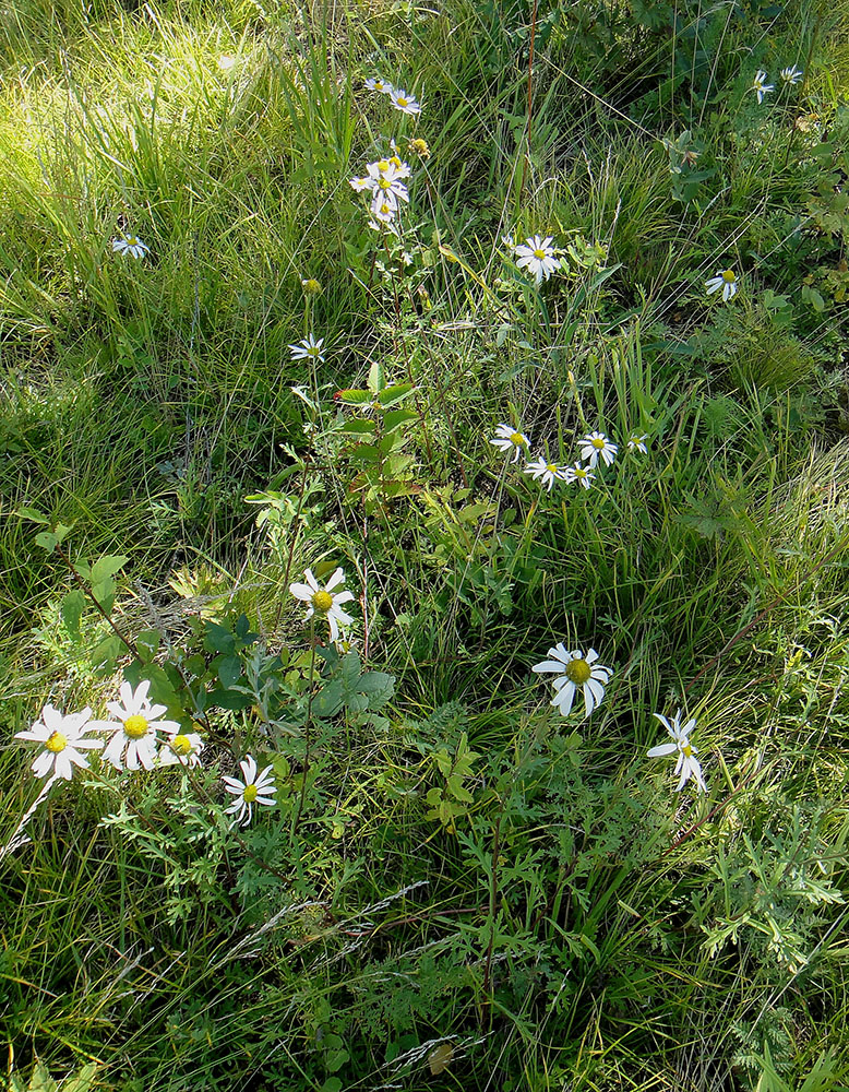 Изображение особи Chrysanthemum zawadskii.